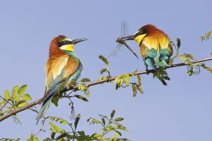 Rock Cliff Landscape Photography Prints: Bee-eater (Merops apiaster)