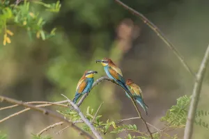 Colorful Feathered Friends Prints: Bee-eater (Merops apiaster)