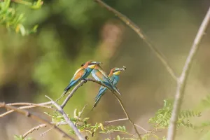 Bird Watching Europe Prints: Bee-eater (Merops apiaster)
