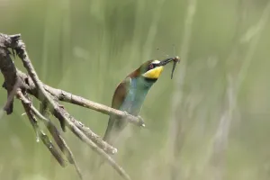 Uninhabited Landscapes Europe Prints: Bee-eater (Merops apiaster)