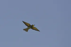 Insect Eating Birds Prints: Bee-eater (Merops apiaster)