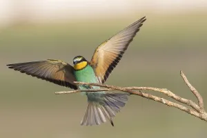 German Federal Republic Nature Image Prints: Bee-eater (Merops apiaster)