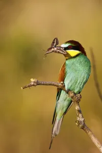 Flying Insects Pictures Prints: Bee-eater (Merops apiaster)