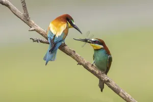 Rock Face Landscape Prints: Bee-eater (Merops apiaster)