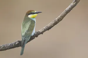 No People Nature Images Prints: Bee-eater (Merops apiaster)