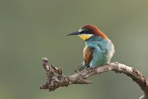 Colorful Birds Prints: Bee-eater (Merops apiaster)