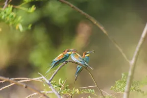 Bird Watching Images Prints: Bee-eater (Merops apiaster)