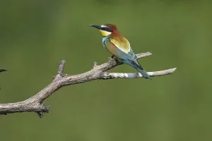 Bee Eater Species Prints: Bee-eater (Merops apiaster)