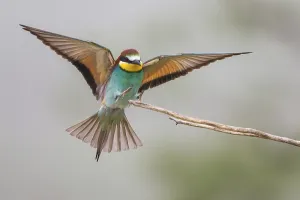 German Wildlife Animal Photos Prints: Bee-eater (Merops apiaster)