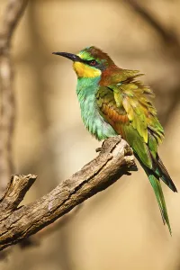 No People Bird Photoshoots Prints: Bee-eater (Merops apiaster)