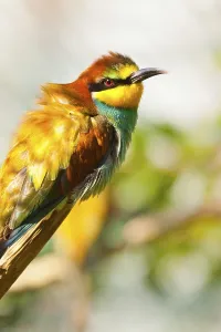 Bee Eater Species Prints: Bee-eater (Merops apiaster)