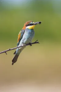 Merops Apiaster Images Prints: bee-eater (Merops apiaster)