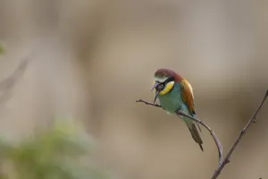 Fauna In Nature Prints: Bee eater (Merops apiaster)