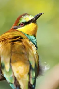 Fauna In The Wild Prints: Bee-eater (Merops apiaster)