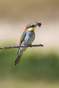 Merops Apiaster Images Prints: bee-eater (Merops apiaster)