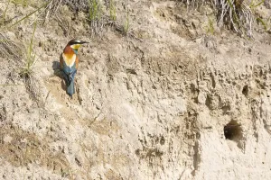 Birds In Their Habitat Prints: bee-eater (Merops apiaster)