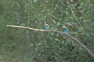 Eurasian Kingfisher Pictures Prints: Bee-eater (Merops apiaster)