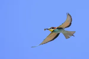 Saxony Anhalt Nature Photography Prints: Bee-eater (Merops apiaster) in flight