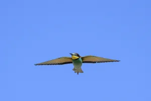 Deserted Landscape Bird Photography Prints: Bee-eater (Merops apiaster) in flight