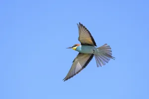 Deserted Landscape Europe Prints: Bee-eater (Merops apiaster) in flight