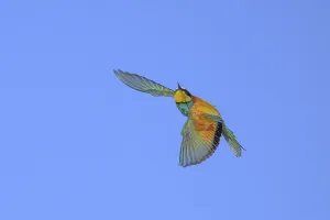 Eastern Germany Flora Prints: Bee-eater (Merops apiaster) in flight