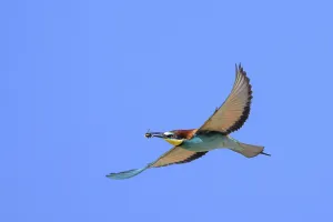 Coraciiformes Species Images Prints: Bee-eater (Merops apiaster) in flight
