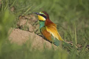 Wildlife In Bulgaria Prints: Bee-eater (Merops apiaster) at a nesting hole