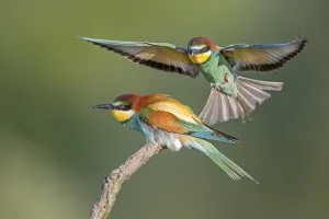 European Bee Eater Pair Prints: Bee-eater (Merops apiaster), pair