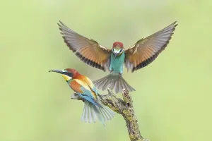 European Bee Eater Pair Prints: Bee-eater (Merops apiaster), pair
