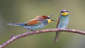 European Bee Eater Pair Prints: Bee-eater (Merops apiaster) pair