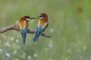 Wildlife Nature Reserve Prints: Bee-eater, (Merops apiaster), pair