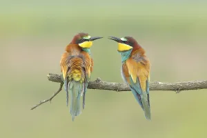 Burgenland Bird Species Prints: Bee-eater (Merops apiaster) pair