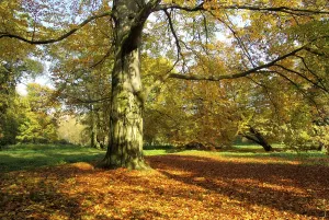 Beech Tree Prints: Beech, beech