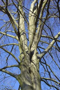 Wood Pattern Design Prints: Beech, beech