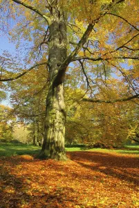 Atmospheric Autumn Scene Prints: Beech, beech