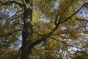 Common Beeches Prints: Beech, beech