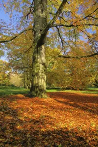 Common Beeches Prints: Beech, beech