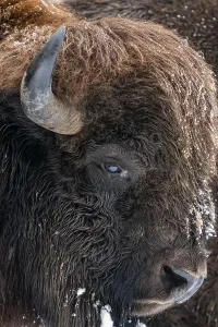 Central Europe Wild Animals Images Prints: Bison, Portrait, Volcanic Eifel