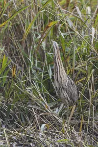 Bittern Bird Prints: Bittern (Botaurus stellaris)