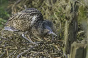 Bittern Bird Prints: Bittern (Botaurus stellaris)