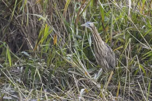 Bittern Bird Prints: Bittern (Botaurus stellaris)