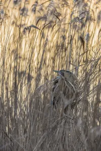 Morning Light Wildlife Images Prints: Bittern (Botaurus stellaris)
