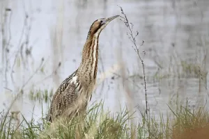 Bittern Bird Prints: Bittern (Botaurus stellaris)