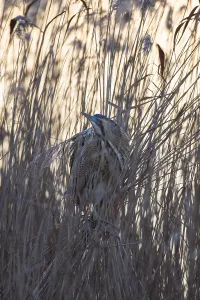 Wildlife Photography Waterfowl Prints: Bittern, Botaurus stellaris, Eurasian bittern