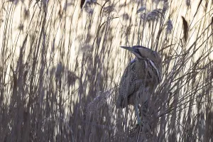 Birds In Wild Nature Prints: Bittern, Botaurus stellaris, Eurasian bittern