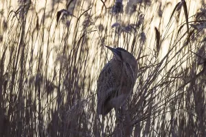 Birds In Wild Nature Prints: Bittern, Botaurus stellaris, Eurasian bittern