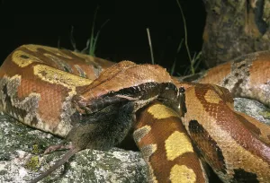Wildlife Reptile Photography Prints: Blood python, Nurseryfish (curtus)