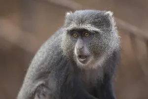 Tanzania National Parks Prints: Blue Monkey (Cercopithecus mitis)