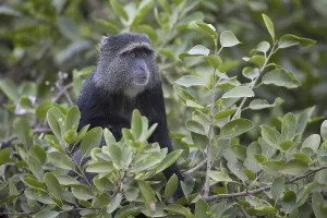 Old World Primates Prints: Blue Monkey (Cercopithecus mitis)