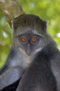 Mammalian Portraits Prints: Blue Monkey, Kenya (Cercopithecus mitis)